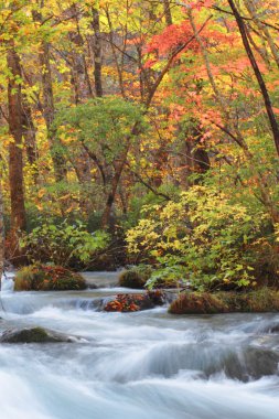 Autumn Colors of Oirase River clipart