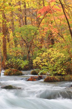 oirase Nehri'nin sonbahar renkleri