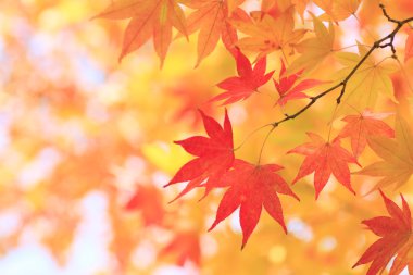 Autumnal colored leaves, maple clipart