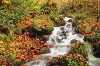 oirase Nehri'nin sonbahar renkleri