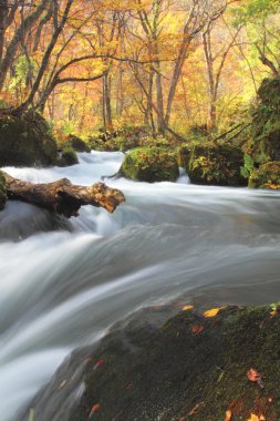 oirase Nehri'nin sonbahar renkleri