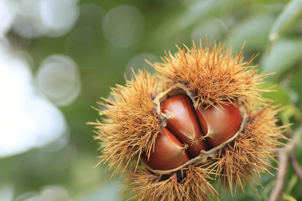 stock image Chestnuts