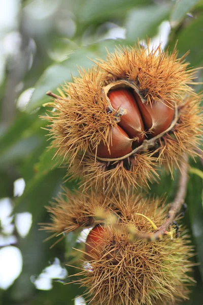 stock image Chestnuts