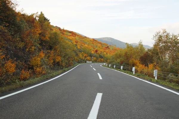 stock image Colorful leaves and road