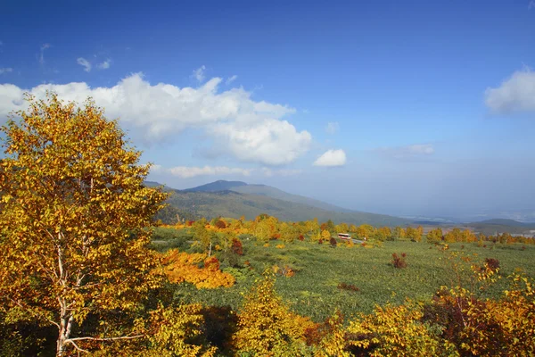 Цветные листья Хатимантая — стоковое фото