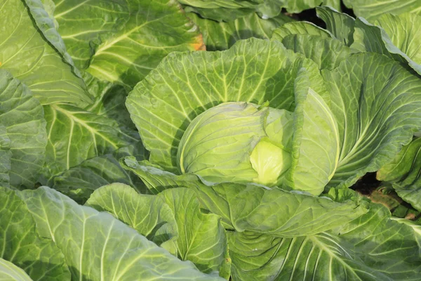 Cabbage in field — Stock Photo, Image