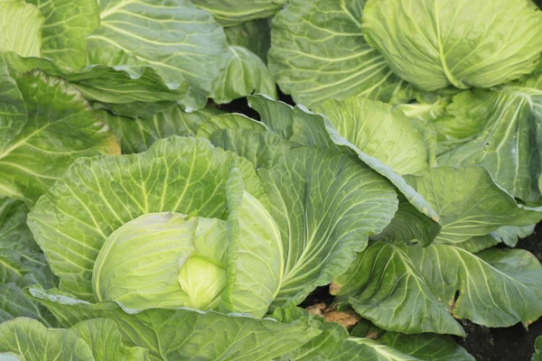 Cabbage in field — Stock Photo, Image