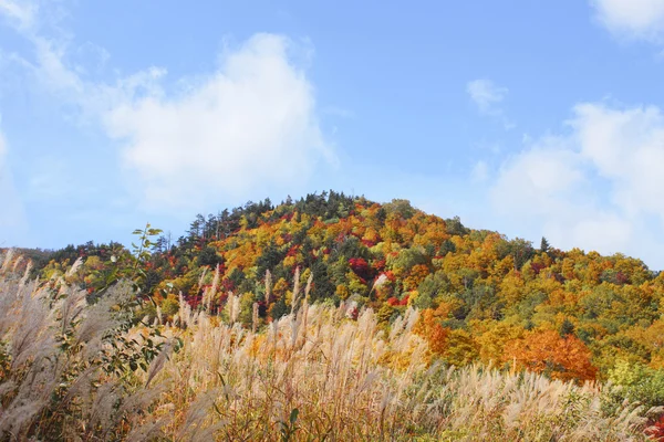 Folhas coloridas em Hachimantai — Fotografia de Stock