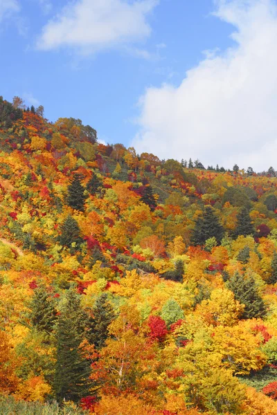 Різнобарвні листя в хатімантай — стокове фото