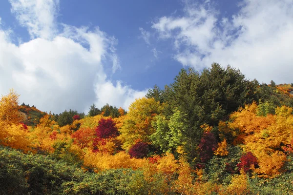 Folhas coloridas em Hachimantai — Fotografia de Stock
