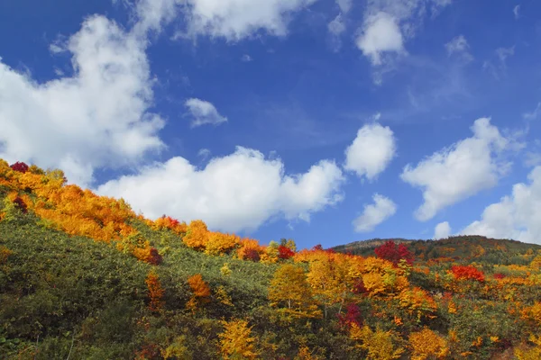 Hachimantai में रंगीन पत्तियां — स्टॉक फ़ोटो, इमेज