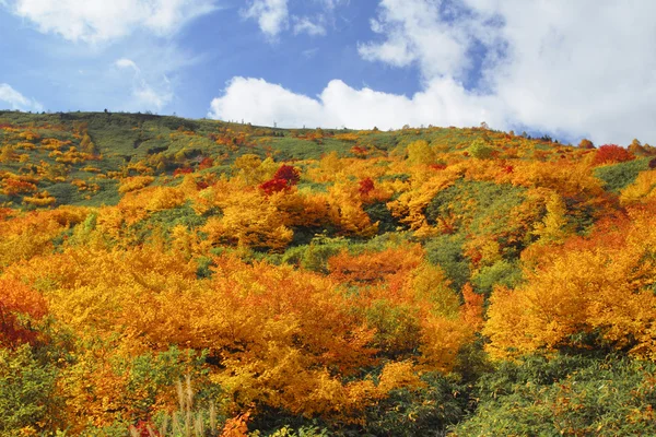 하 치만 타이에서 다채로운 잎 — 스톡 사진