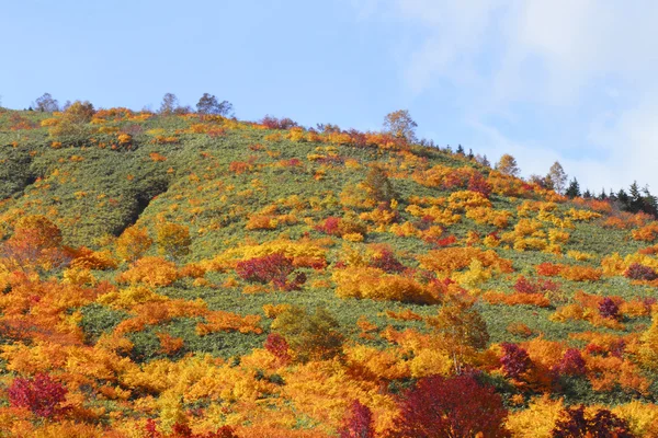 Різнобарвні листя в хатімантай — стокове фото