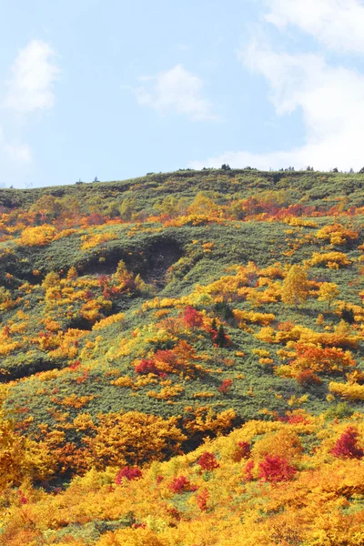 多彩的树叶在八幡平 — 图库照片