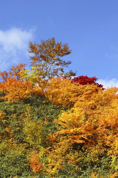 Färgglada löv i hachimantai — Stockfoto