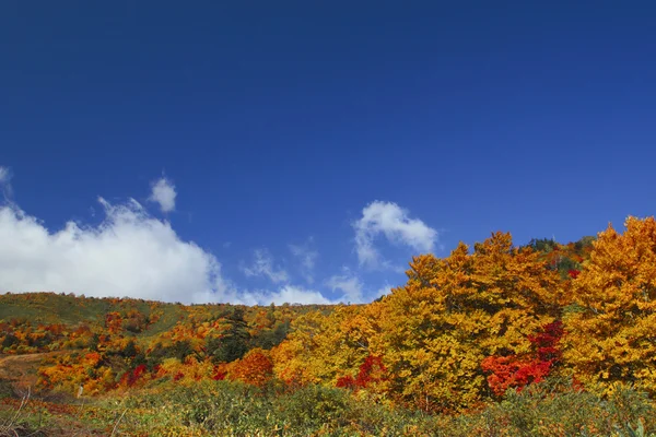 Hachimantai में रंगीन पत्तियां — स्टॉक फ़ोटो, इमेज