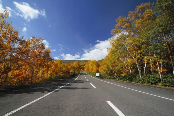 stock image Road and colorful leaves in Hachimantai