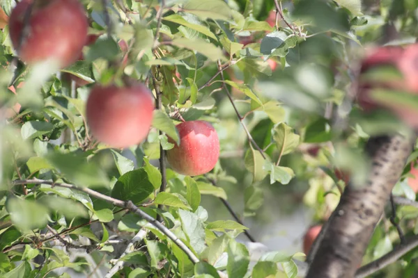 Stock image Red apples on apple tree branch