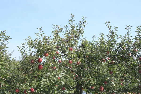 Czerwone jabłka na gałęzi jabłoni — Zdjęcie stockowe
