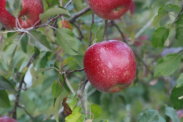 stock image Red apples on apple tree branch