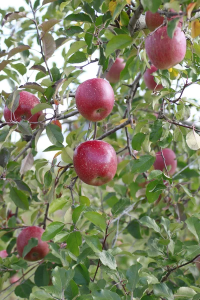 stock image Red apples on apple tree branch