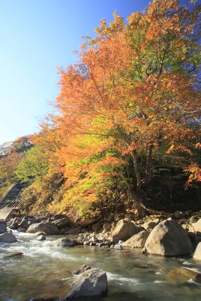 Colorful leaves in Gully Matsukawa — Stock Photo, Image