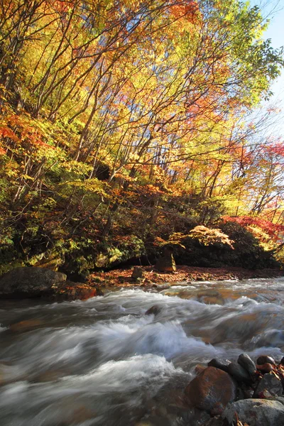 stock image Colorful leaves in Gully Matsukawa