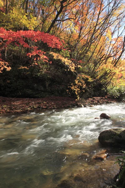 Färgglada löv i gully matsukawa — Stockfoto