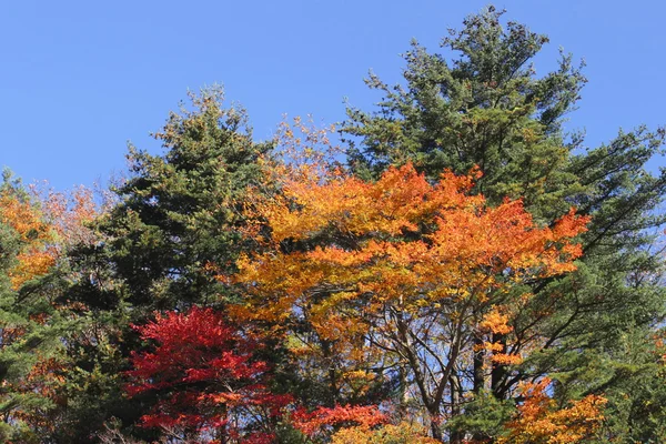 Folhas coloridas em Gully Matsukawa — Fotografia de Stock