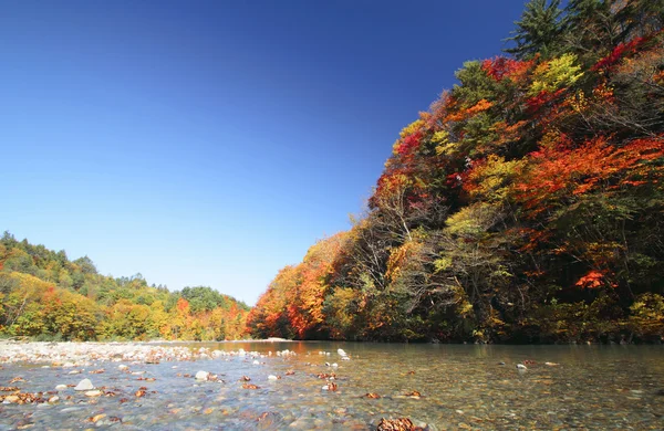 多彩的树叶在沟壑松河 — 图库照片