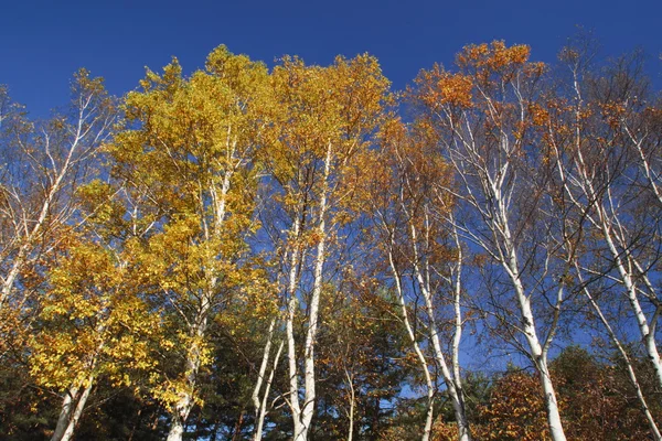 stock image Colorful leaves and white birch