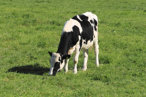 Koe en gras in autuwn — Stockfoto