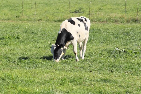 Vaca e grama em autuwn — Fotografia de Stock