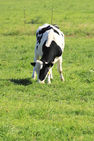Ko och gräs i autuwn — Stockfoto