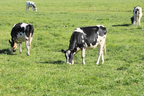 Корова і трава в автентичному — стокове фото