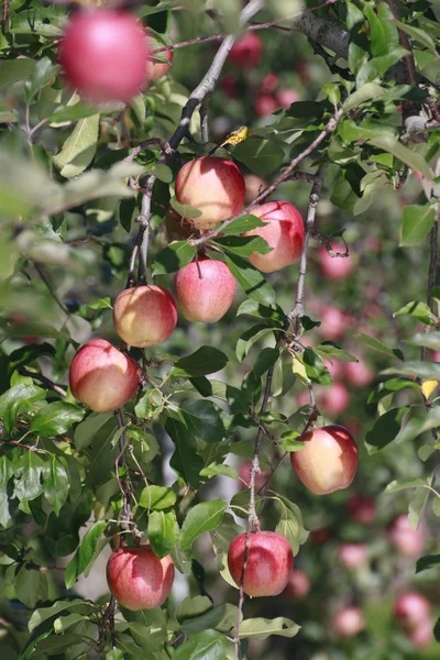 stock image Red apples on apple tree branch