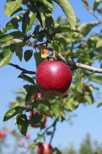 リンゴの木の枝に赤いリンゴ — ストック写真