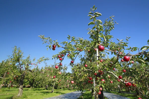 stock image Red apples on apple tree branch