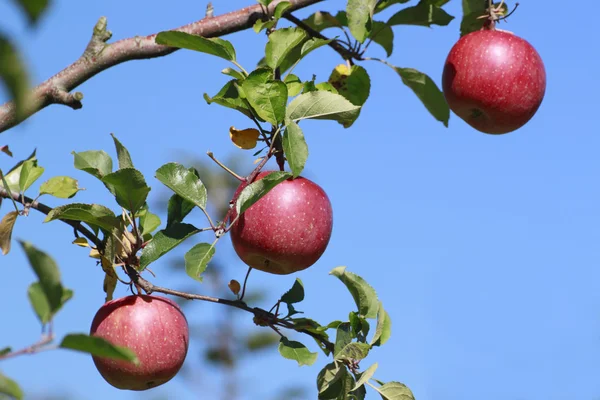 stock image Red apples on apple tree branch