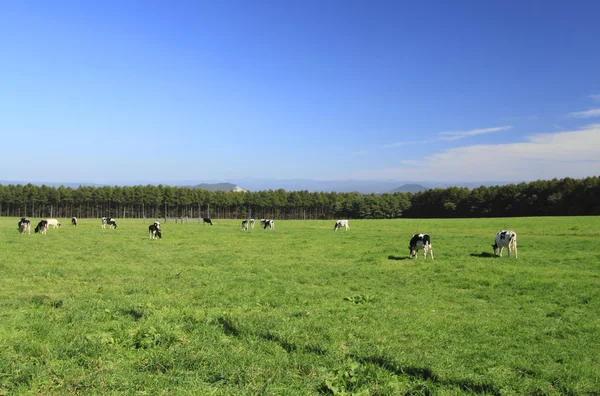 Корова в поле — стоковое фото