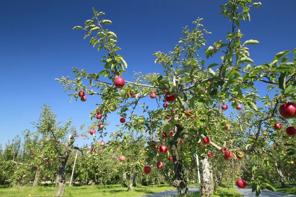 Elma dalında kırmızı elmalar — Stok fotoğraf