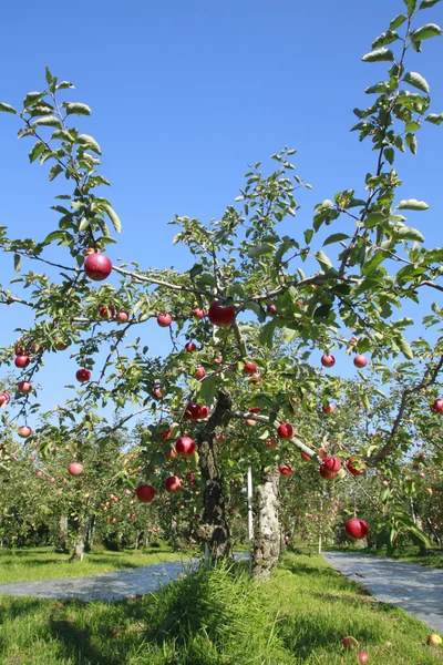 Rote Äpfel auf Ästen von Apfelbäumen — Stockfoto