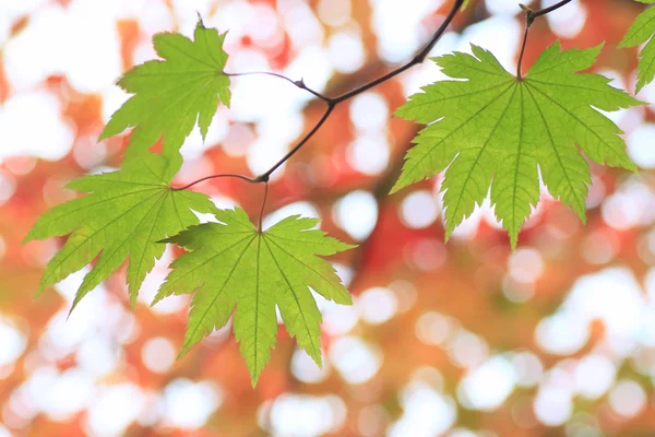 Acero verde — Foto Stock