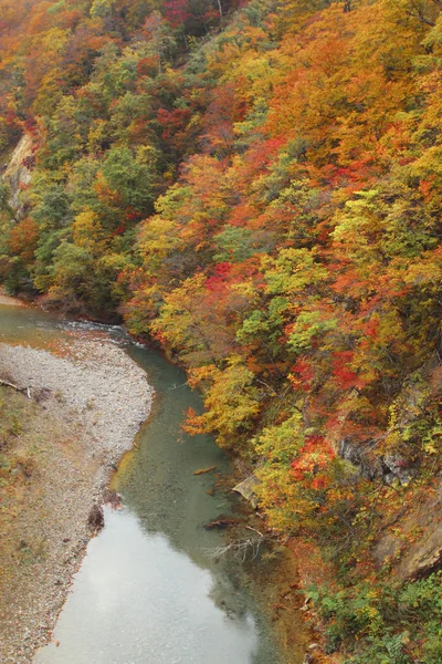 Corriente y color de la hoja de otoño —  Fotos de Stock