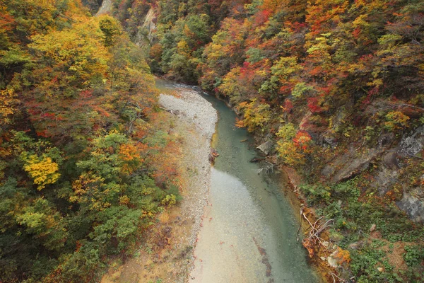 Stream en herfst blad kleur — Stockfoto
