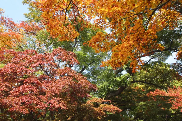 Färgglada löv — Stockfoto