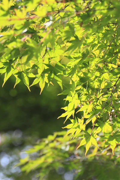 stock image Colorful leaves