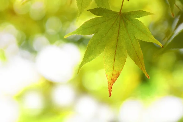 Autumnal colored leaves, maple — Stock Photo, Image