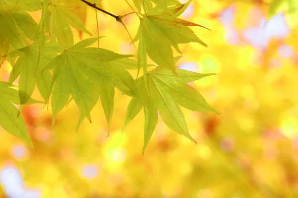 Осенние цветные листья, клен — стоковое фото