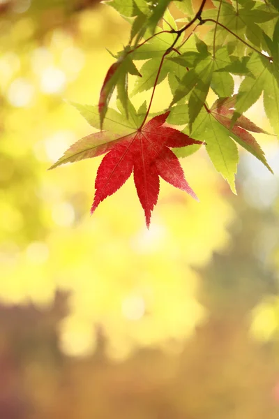 秋の紅葉、メープル — ストック写真